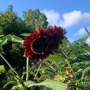 Meet your Posher, Leela